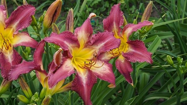 Daylily Hemerocallis BONIBRAE STAIRWAY TO HEAVEN смотреть онлайн