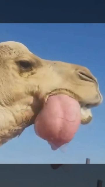 سبحان الله || أَفَلا يَنْظُرُونَ إِلَى الإِبِلِ كَيْفَ خُلِقَتْ ||عبد الباسط عبد الصمد смотреть онлайн