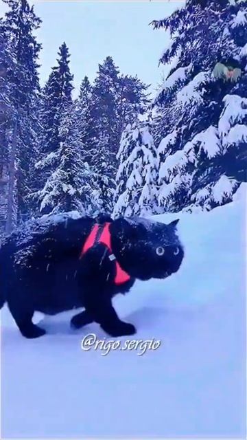 А вдруг медведь...🙀#shorts смотреть онлайн