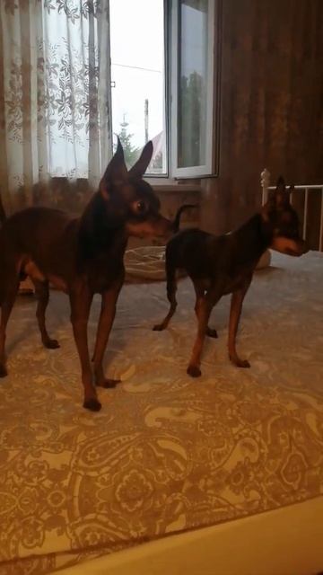 той терьер Белла и Ричард смотреть онлайн