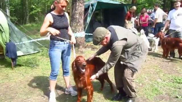 Сеттеры. Монопородка Гленкар. Кобели открытый. Ники Дан1 смотреть онлайн