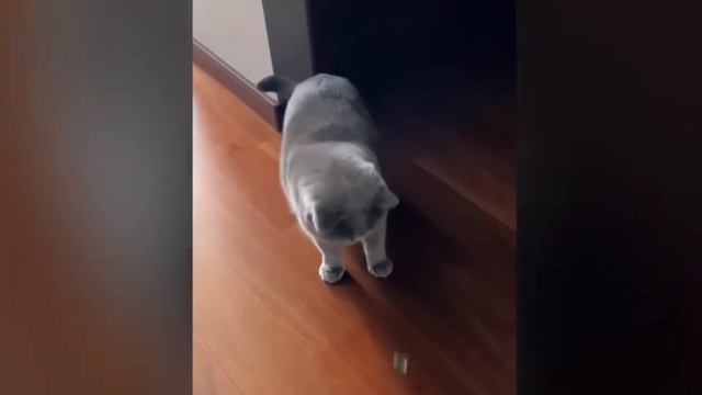 Забавные кошки 2024 [#1]