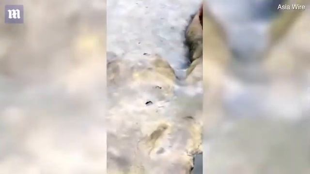 Неуклюжий турист швырнул iPhone в вольер с медведями смотреть онлайн