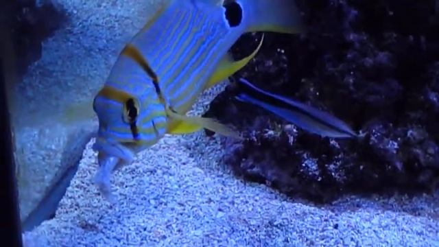 Japanse snapper eet visje, kijk ook eens op www.seawaterfreaks.nl смотреть онлайн