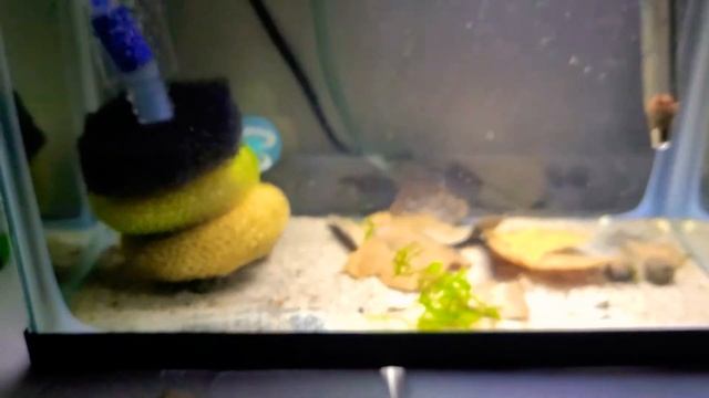 Corydoras Trilineatus Fry Day 19 смотреть онлайн