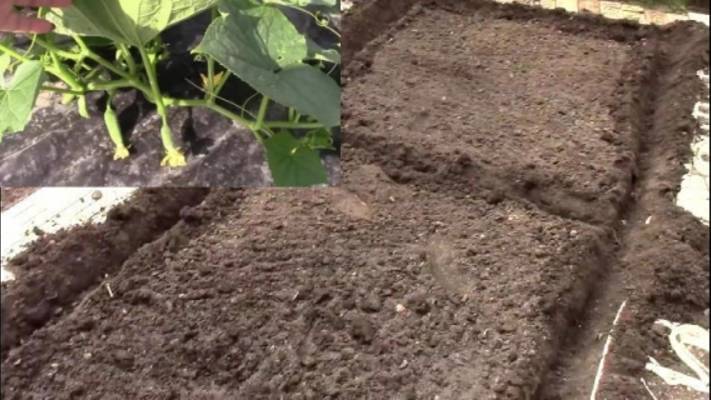 Надёжный способ посадки огурцов!!! Быстрый рост, минимальный уход, отличный урожай!!! смотреть онлайн