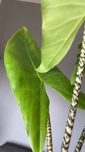 Alocasia Series - Alocasia Zebrina I PlantFactory смотреть онлайн