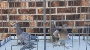 Турецкая такла и среднеазиатские  двухчубые голуби.  Гибриды первого поколения.