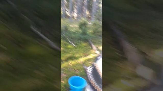 София, Папа, глухарь и лисички 😀 смотреть онлайн