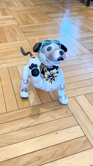 #shorts Super cute aibo♡ Japan Tokyo Cafe #Osanpojapan смотреть онлайн