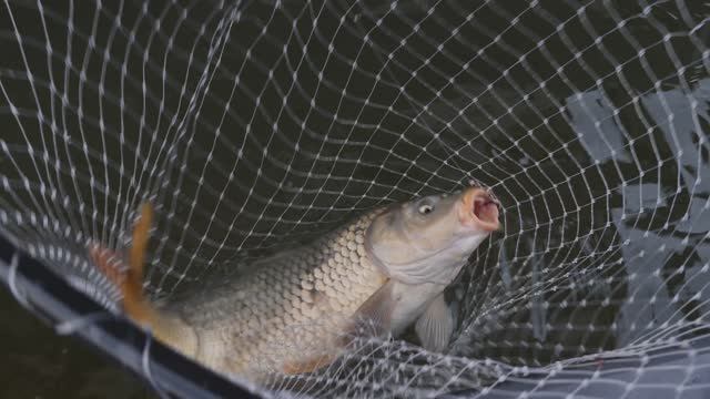 "НАРОДНЫЙ ПРОЕКТ АСТРАХАНЬ" Весенняя рыбалка в Астрахани смотреть онлайн