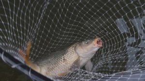 "НАРОДНЫЙ ПРОЕКТ АСТРАХАНЬ"  Весенняя рыбалка в Астрахани