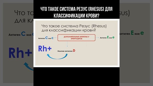 Что такое система Резус (Rhesus) для классификации крови? #резус #переливаниекрови #кровь #антигены смотреть онлайн