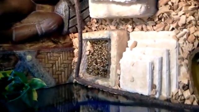 [Pogona vitticeps et Gecko Léopards] Mes installations. смотреть онлайн