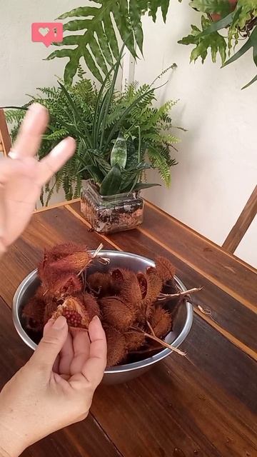 Você sabe o que é urucum?#shorts смотреть онлайн