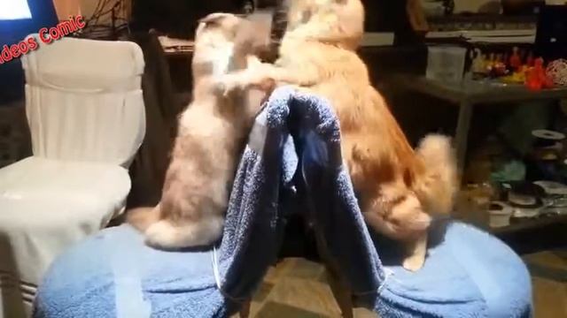 Котики немного сходят с ума! бугага смотреть онлайн