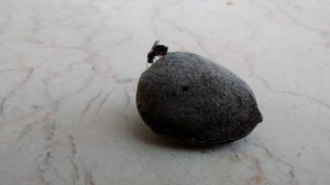 Eurytoma  Amygdali  دبور اللوز