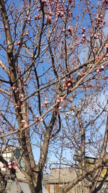 Состояние почек абрикоса на 16.04.25 смотреть онлайн