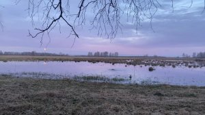 Открытие охоты с подсадной уткой в Омской области