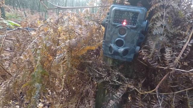 Results From Trail Camera Left in Local Woods Overnight.. смотреть онлайн