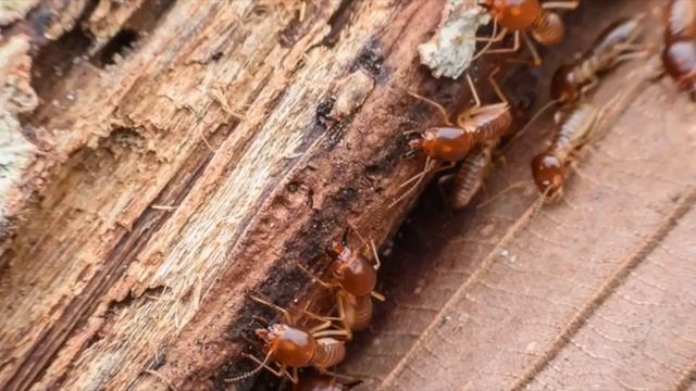 Appel urgence du cimetière(centre anti termite) 😂😂😂الرجوع من الموت الهربة ديال الدحك смотреть онлайн
