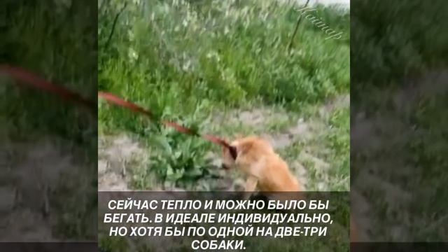 Нам очень нужны коляски, для наших инвалидов ♥️ смотреть онлайн