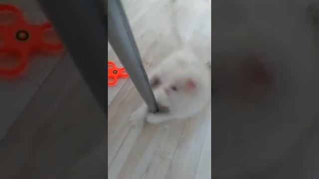 Любимый катэ смотреть онлайн
