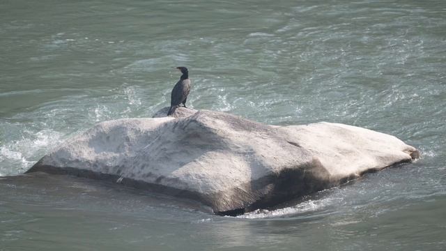 My Favorite Nikon LONG LENS