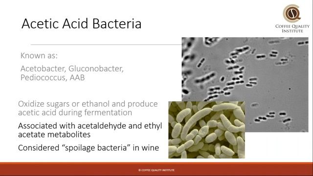 Coffee Bugs Part 1: Microbes смотреть онлайн