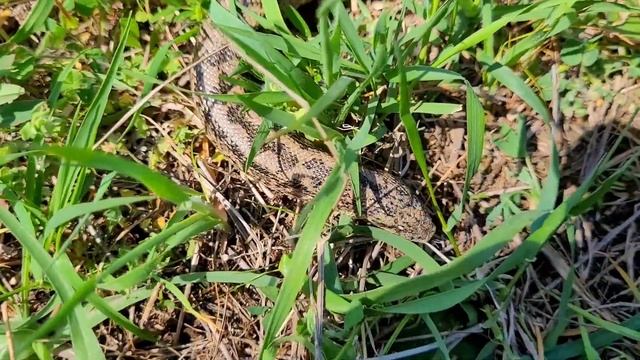 Западный удавчик. Eryx jaculus смотреть онлайн