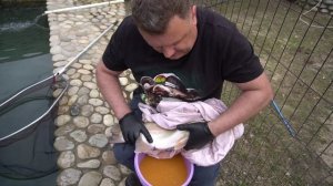 Инкубация малька форели