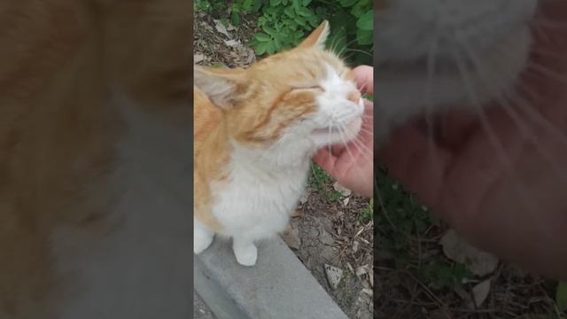 Мы встречались с Огоньком!И покормили💘!Ласки все хотят ,но редко ее получают😔 смотреть онлайн