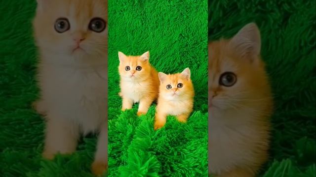 Рыжик Пыжик: Самый секретный секрет этого кота смотреть онлайн