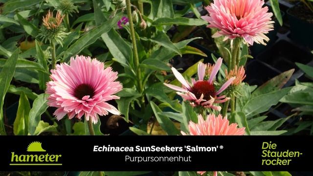 Echinacea purpurea SunSeekers 'Salmon' - Purpursonnenhut смотреть онлайн