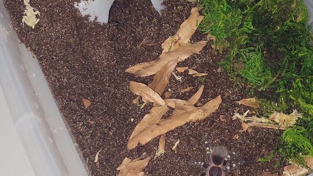 rehousing tarantulas, Acanthoscurria geniculata and Nhandu coloratovillosus #tarantula #nomnom смотреть онлайн