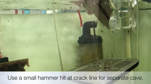 7 day old L333 harvest from pleco cave смотреть онлайн