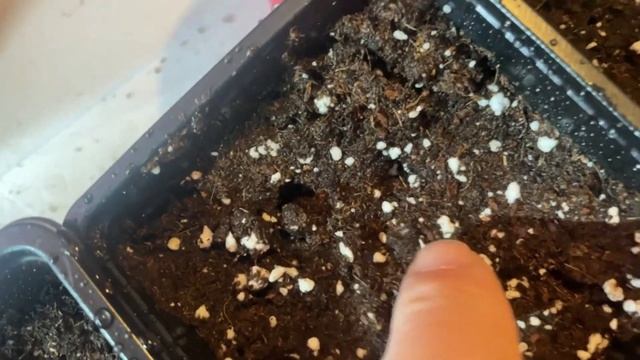 Planting Rare Tomato Seeds | How to Maximize My Chances of Success? смотреть онлайн
