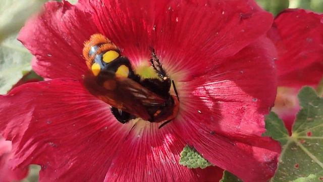 24 июня 2024 Шмель и мальва, единство природы смотреть онлайн