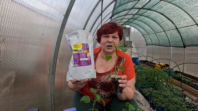 Дальнейший уход за перцем!! Сортовые особенности перца!! смотреть онлайн