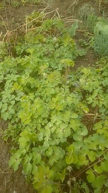 водосбор аквилегия смотреть онлайн