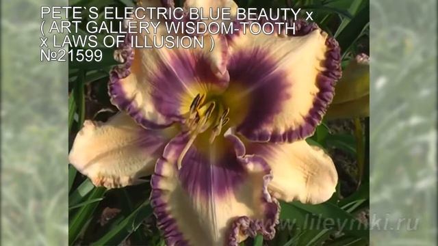 Мои лилейники №21599 (PETE`S ELECTRIC BLUE BEAUTY x (ART GALLERY WISDOM-TOOTH х LAWS OF ILLUSION)) смотреть онлайн
