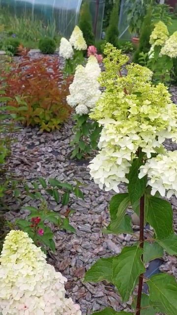 Мої найкращі сорти волотистої ! смотреть онлайн