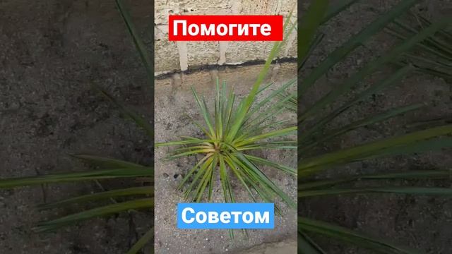 Как ухаживать за ЮККОЙ смотреть онлайн