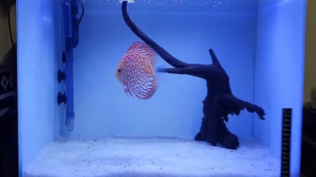 Discus fish tank setup смотреть онлайн