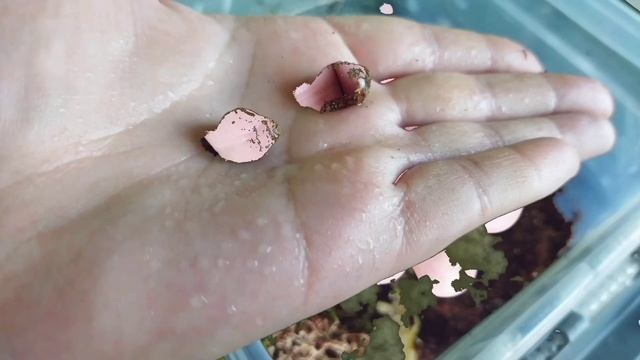 Как растут мои маленькие улиточки/месяц/улитки Ахатины #моилюбимки #улитки #твимз #улиткиахатины смотреть онлайн