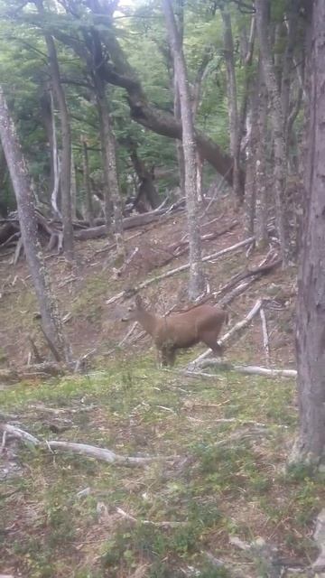 El huemul en el bosques del lago del desierto patagonia argentina смотреть онлайн