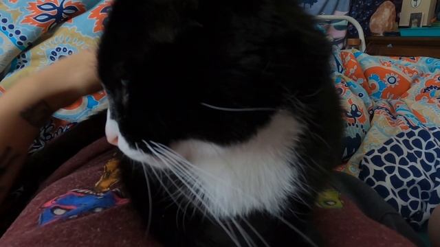 ASMR | POV: Your cat is sitting on you, purring & wanting pets :) смотреть онлайн