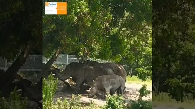 InCruises SaltaStars/ Инкрузес СалтаСтарс: Сафари во Флориде США смотреть онлайн