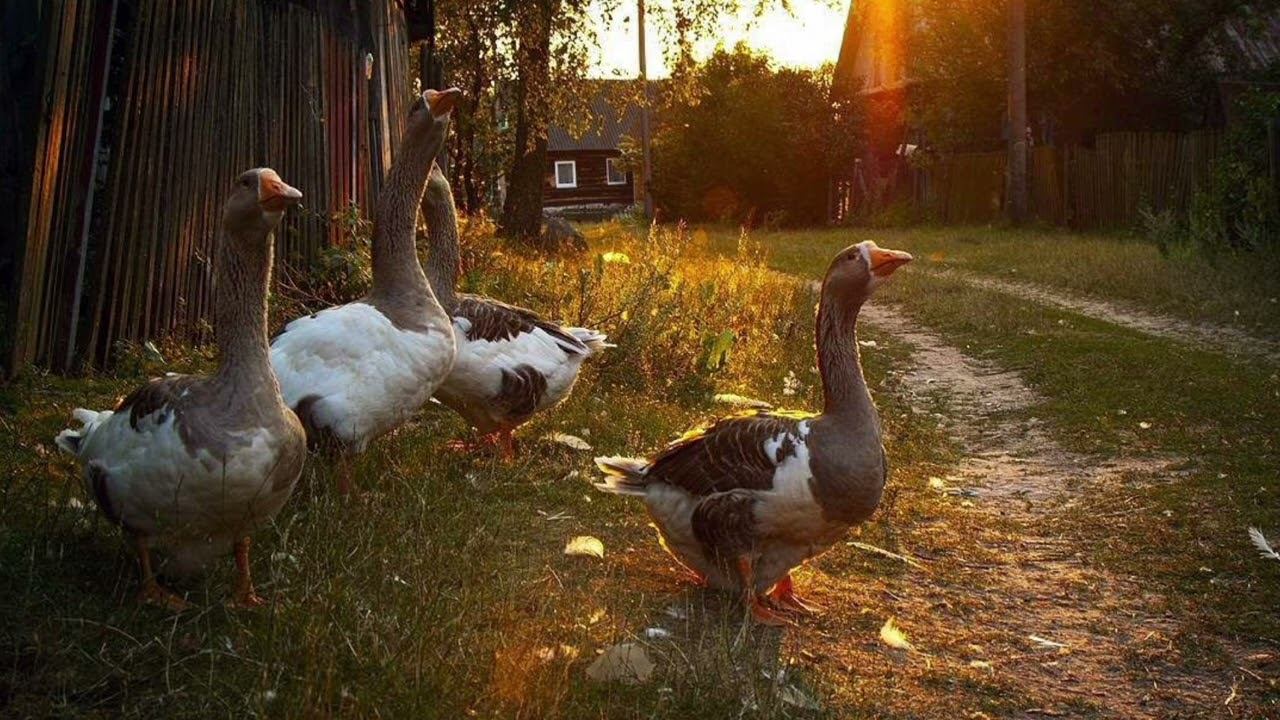 Село Мульта песня Алтай смотреть онлайн