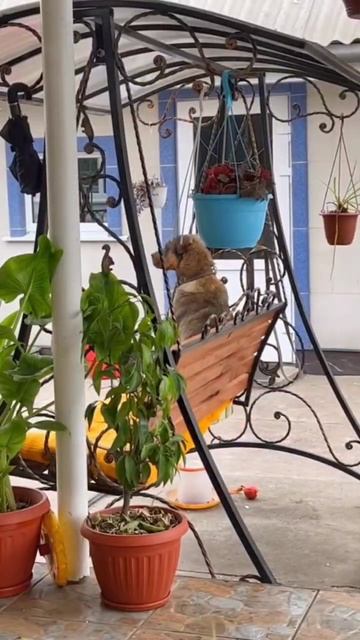 cigarettes after sex - apocalypse смотреть онлайн